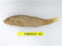 藏品(日本緋鯉)的圖片